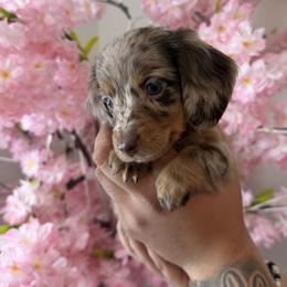 Dachshund Puppies from Pretty Dachshunds 661