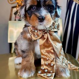 Black - Merle male Bernedoodle puppy in Curtice, Ohio from The Pink Doghouse