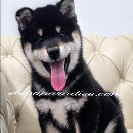 Kona - Black and tan male Shiba Inu puppy in Tualatin, Oregon from Shiba Paradise