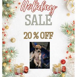 Snickerdoodle - Black sabled fawn male Chihuahua puppy in Camden, New Jersey from Maldonado Pet Life Breeder LLC.