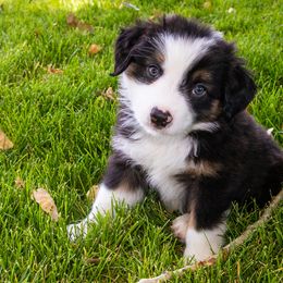 Smoky - Black tri male Miniature Australian Shepherd puppy in Blackfoot, Idaho from Bellewynd Acres