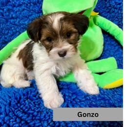 Gonzo the Great - Red brindle male Havanese puppy in Provo, Utah from New Canyon Havanese & Coton Puppies