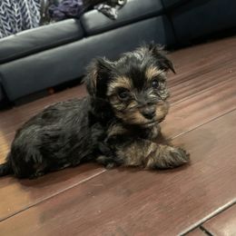 Yorkipoo and Yorkshire Terrier Puppies from Bougie Paws LLC