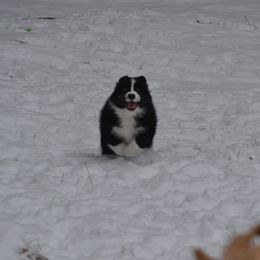 Australian Shepherd and Collie Puppies from Nicara kennel
