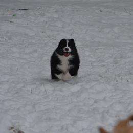Australian Shepherd and Collie Puppies from Nicara kennel