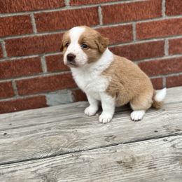 English Shepherd Puppies from LiquidMoon English Shepherds