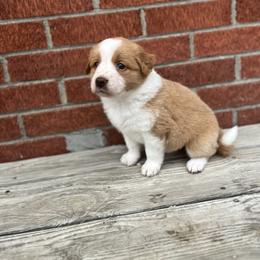 English Shepherd Puppies from LiquidMoon English Shepherds