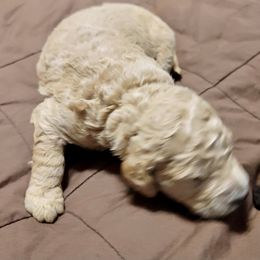 Goldendoodle Puppies from Doster Doodles