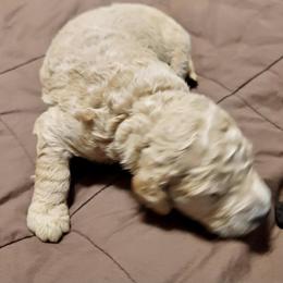 Goldendoodle Puppies from Doster Doodles