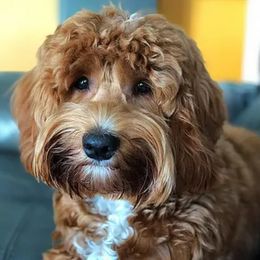 Goldendoodles from South Mountain Goldendoodles