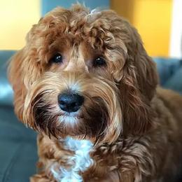 Goldendoodles from South Mountain Goldendoodles