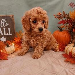 Donna - Red  female Poodle puppy in Blanch, North Carolina from Faithful Hearts Kennel