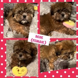 Belle - Lhasa Apso puppy in Oklahoma from Lhasa Apso OKC