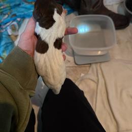 Girl 1 - Liver roan female German Shorthaired Pointer puppy in Greenwood, New York from Fur and Feather Kennels