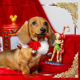 Dachshund Puppies from Army of Dachshunds