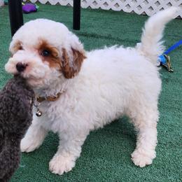 Tanner - Parti male Goldendoodle puppy in Los Molinos Ca, California from Sunshine Sanctuary Doodles