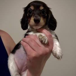 Saffron - Black and cream female Dachshund puppy in Benson, North Carolina from Queen of Weens Mini Dachshunds