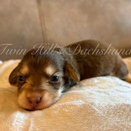 Ivory's Orange - Chocolate and cream male Dachshund puppy in Jonesboro, Illinois from Twin Hills Dachshunds