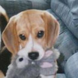 Beagle Puppies from Roylcrest Beagles