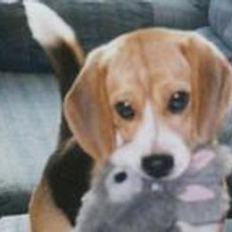 Beagle Puppies from Roylcrest Beagles