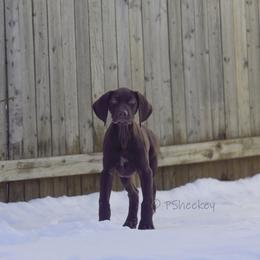 German Shorthaired Pointer Puppies from Aisling