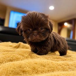 Puppy 2 - Chocolate and tan female Shih Tzu puppy in Downey, California from Cali shih tzu