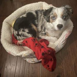 Bristol - Miniature Australian Shepherd