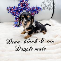 Dean - Dapple male Dachshund puppy in Prairieville, Louisiana from Southern Barron Danes & Dachshunds
