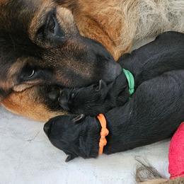 Orange - Black and red male German Shepherd puppy in Newaygo, Michigan from Sterley Shepherds