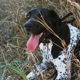 Dixie - German Shorthaired Pointer