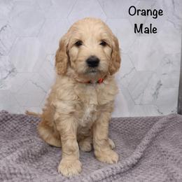 Orange - Apricot male Goldendoodle puppy in Maryville, Tennessee from Twin City Doodles