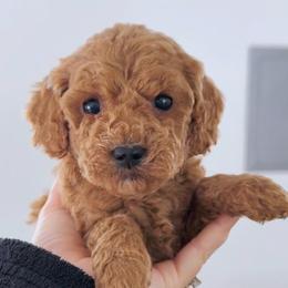 Red Female - Red  female Goldendoodle puppy in Clarksville, Tennessee from Tennessee Goldendoodles, since 2014