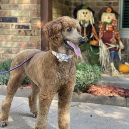 Aliyah - Poodle
