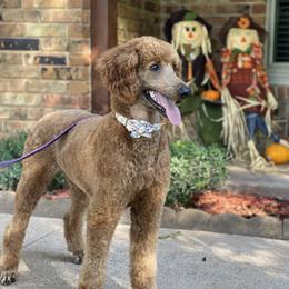 Aliyah - Poodle
