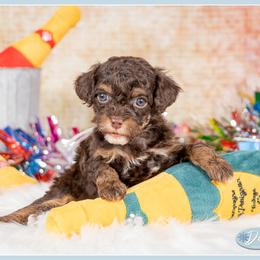 Priscilla - Brown and tan female Cockapoo puppy in Connersville, Indiana from Deaz Doodle Ranch