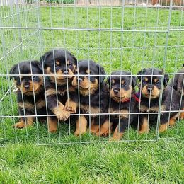Rottweilers from Pine River Rottweilers