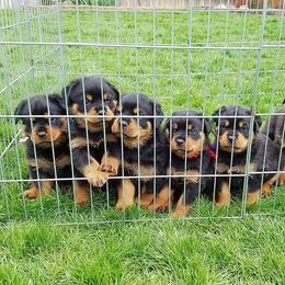 Rottweilers from Pine River Rottweilers