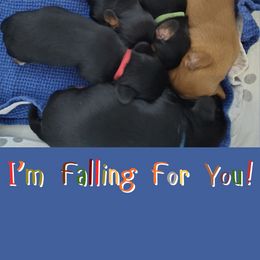 Bliss - Black and tan male Cavalier King Charles Spaniel puppy in Rockville, Maryland from Skais the Limit Cavaliers
