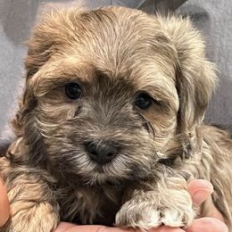 Havanese from Alderon Farm