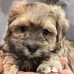 Havanese from Alderon Farm