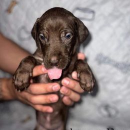 Great Dane Puppies from Great Dane Dynasty