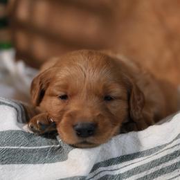 Sawyer - Dark golden male Golden Retriever puppy in Payette, Idaho from Stonewick Retrievers
