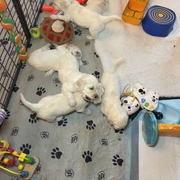 Bernedoodle and Goldendoodle Puppies from White Oak