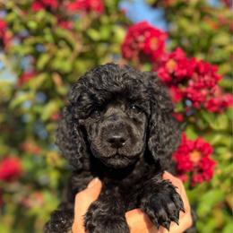 Rosie - Black female Poodle puppy in Midwest City, Oklahoma from Strawberry Hill Puppy Patch
