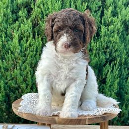 Hank - Brown and white male Bernedoodle puppy in Bells, North Carolina from Neighborhood Poodles & Doodles