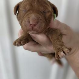 Poppy - Red  female Goldendoodle puppy in Decatur, Tennessee from Diamond's Doodles