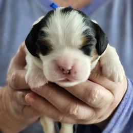 Russ - Tri-color male Cavalier King Charles Spaniel puppy in Waterloo, Iowa from Muddy Paws Cavaliers