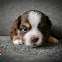 Miniature Australian Shepherd and Toy Australian Shepherd Puppies from Rhinestone Ranch