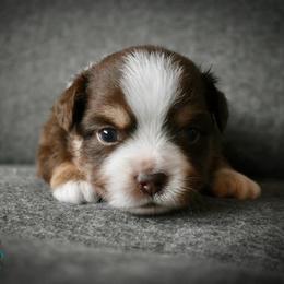 Miniature Australian Shepherd and Toy Australian Shepherd Puppies from Rhinestone Ranch