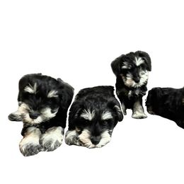 Miniature Schnauzer Puppies from Ana's Black & Silver Schnauzers